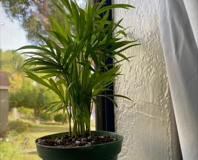 Cat Palm Temperature Range: Here is a way to Avoid Yellow Leaves!