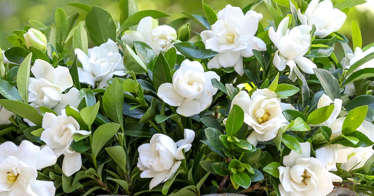 Pruning Gardenia Bush: Get More Blooms with These Tips!