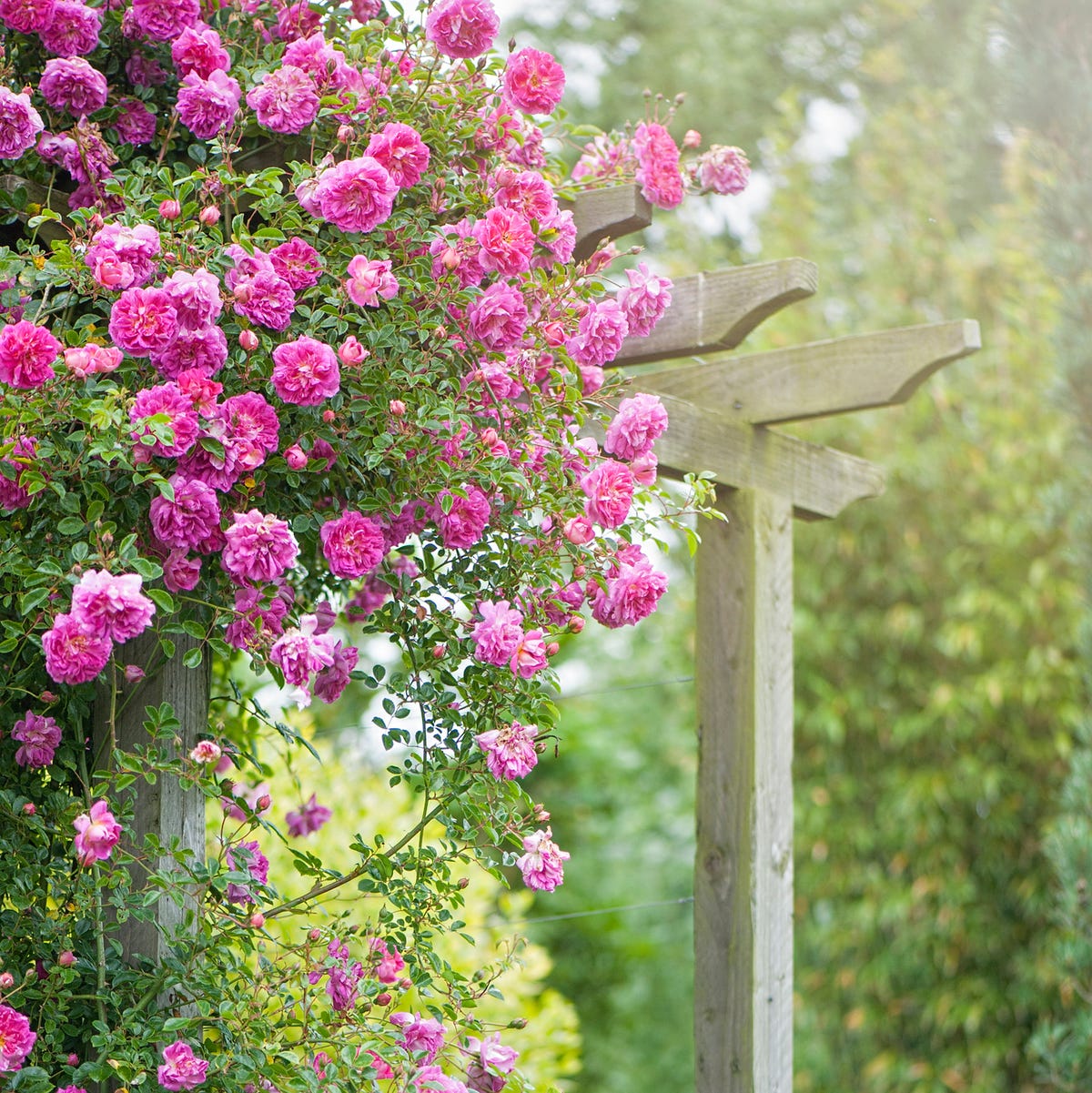 Trailing Flowering Plants: Easy Ways to Add Color to Your Garden!