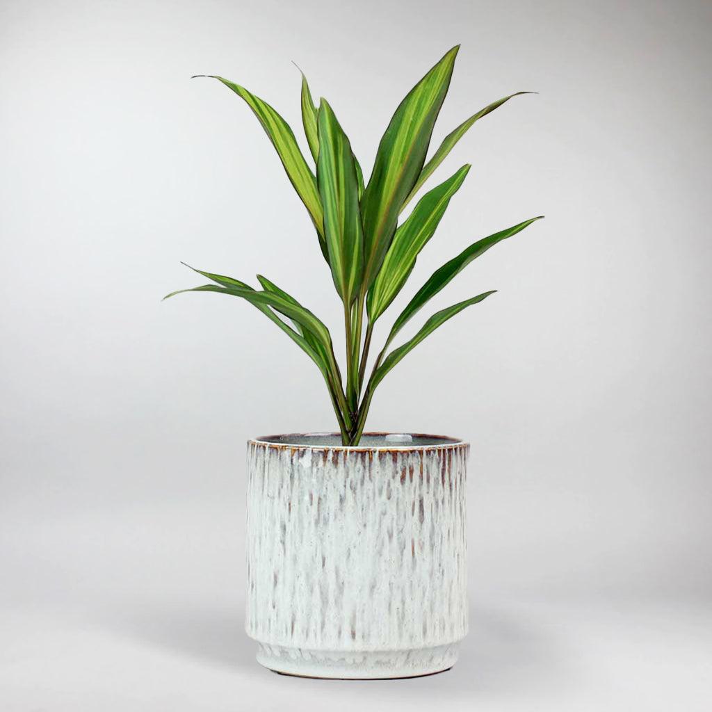 Where should you place your light indoor plants at home? Find the perfect sunny spots easily.