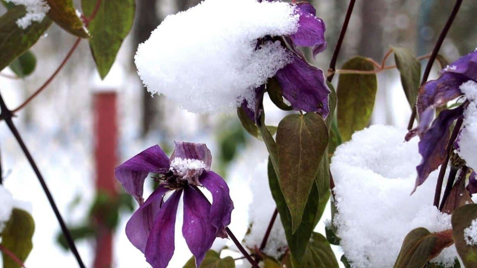 Overwintering Clematis: A Beginners Guide to winter protection.