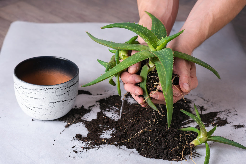 Need to Repot Your Aloe? Best Soil & Pot Size for Aloe Plant.