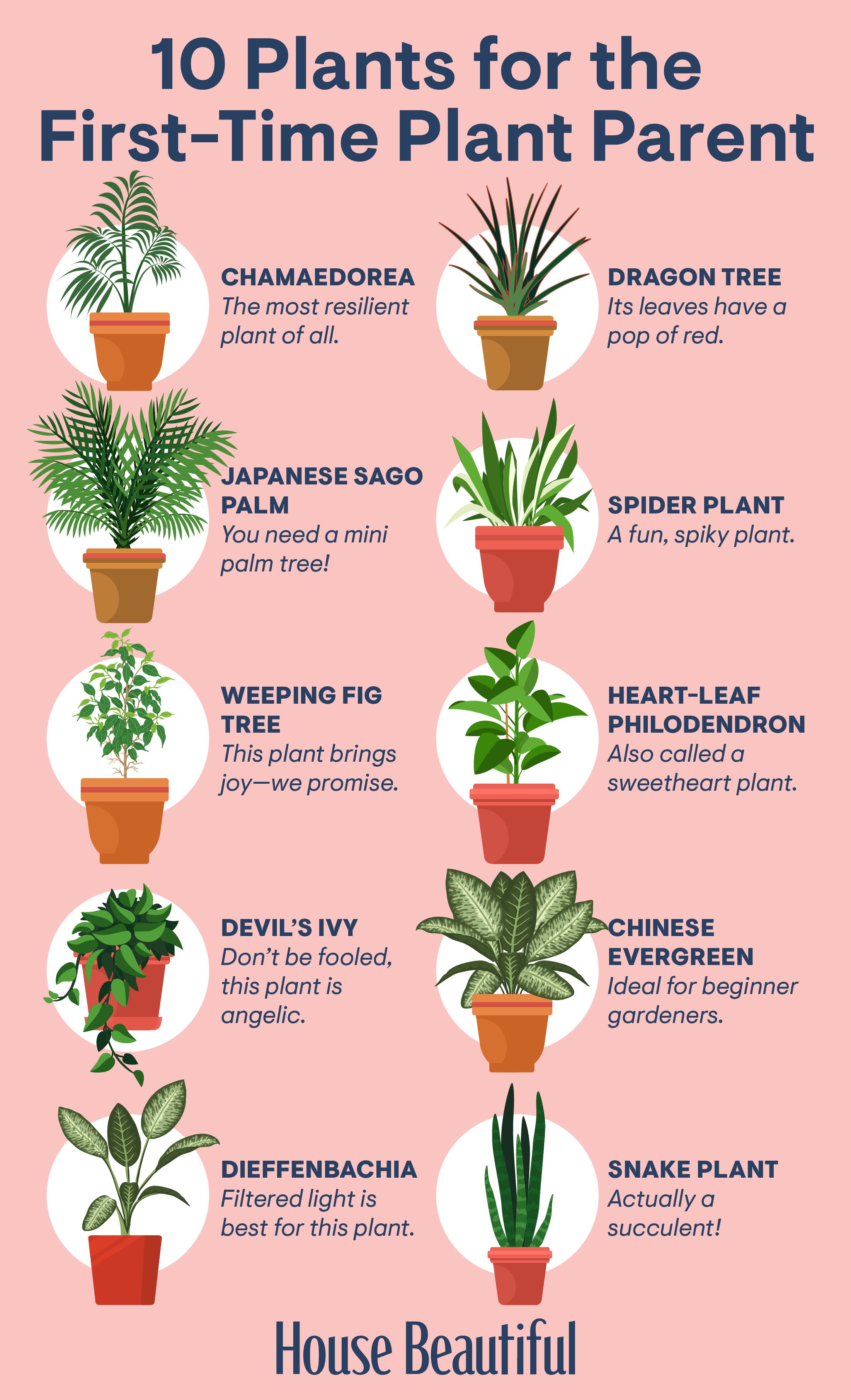 Best light indoor plants: Easy care options for your home!