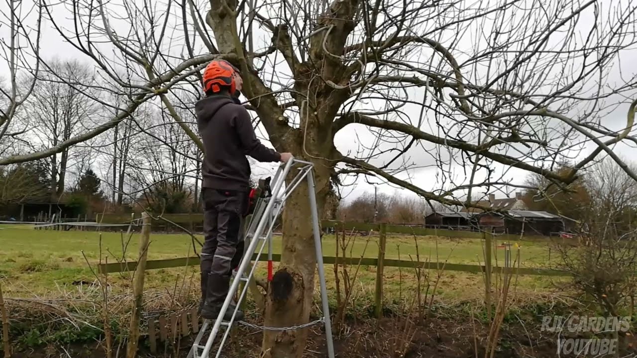 Need Ash Tree Pruning? Learn Easy Steps & Pro Tips!