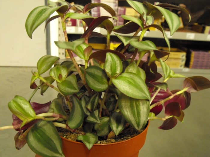 Wandering Jew Plant Temperature: Keep Your Plant Thriving Indoors!