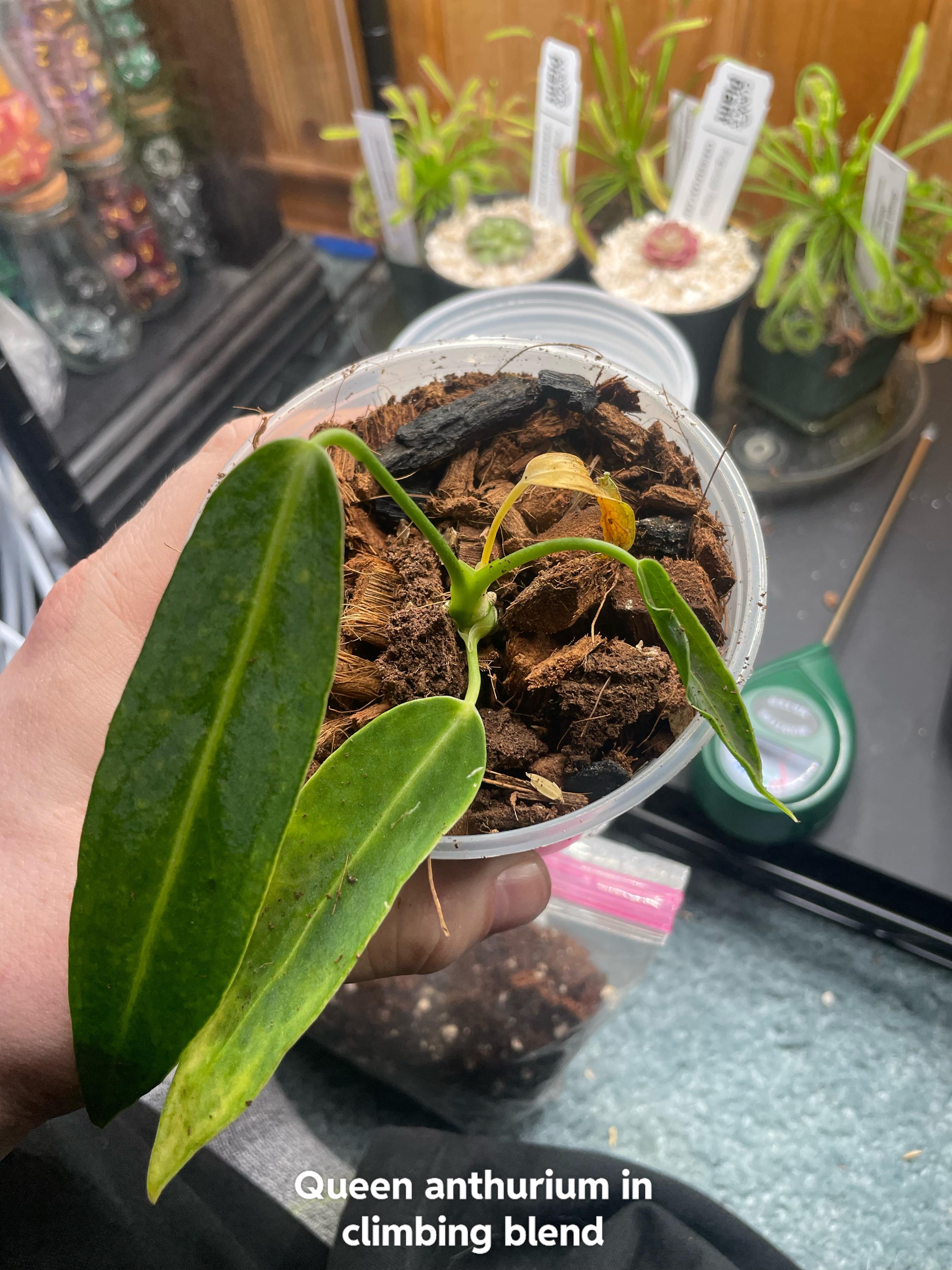 Best Philodendron Soil: Get the Perfect Mix Every Time.