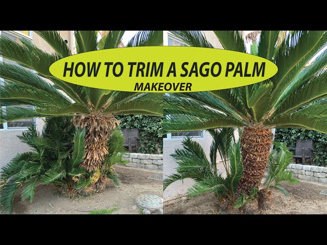 How to Prune a Sago Palm?(Step-by-Step pruning sago palm)