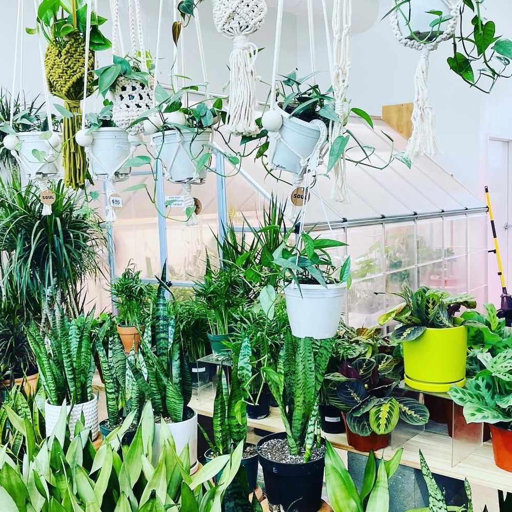 Need Plant Repotting Services Near Me? Get Fast, Easy Repotting!