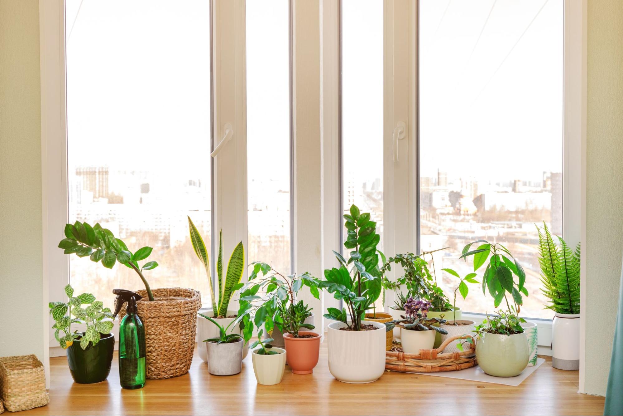 Where should you place your light indoor plants at home? Find the perfect sunny spots easily.