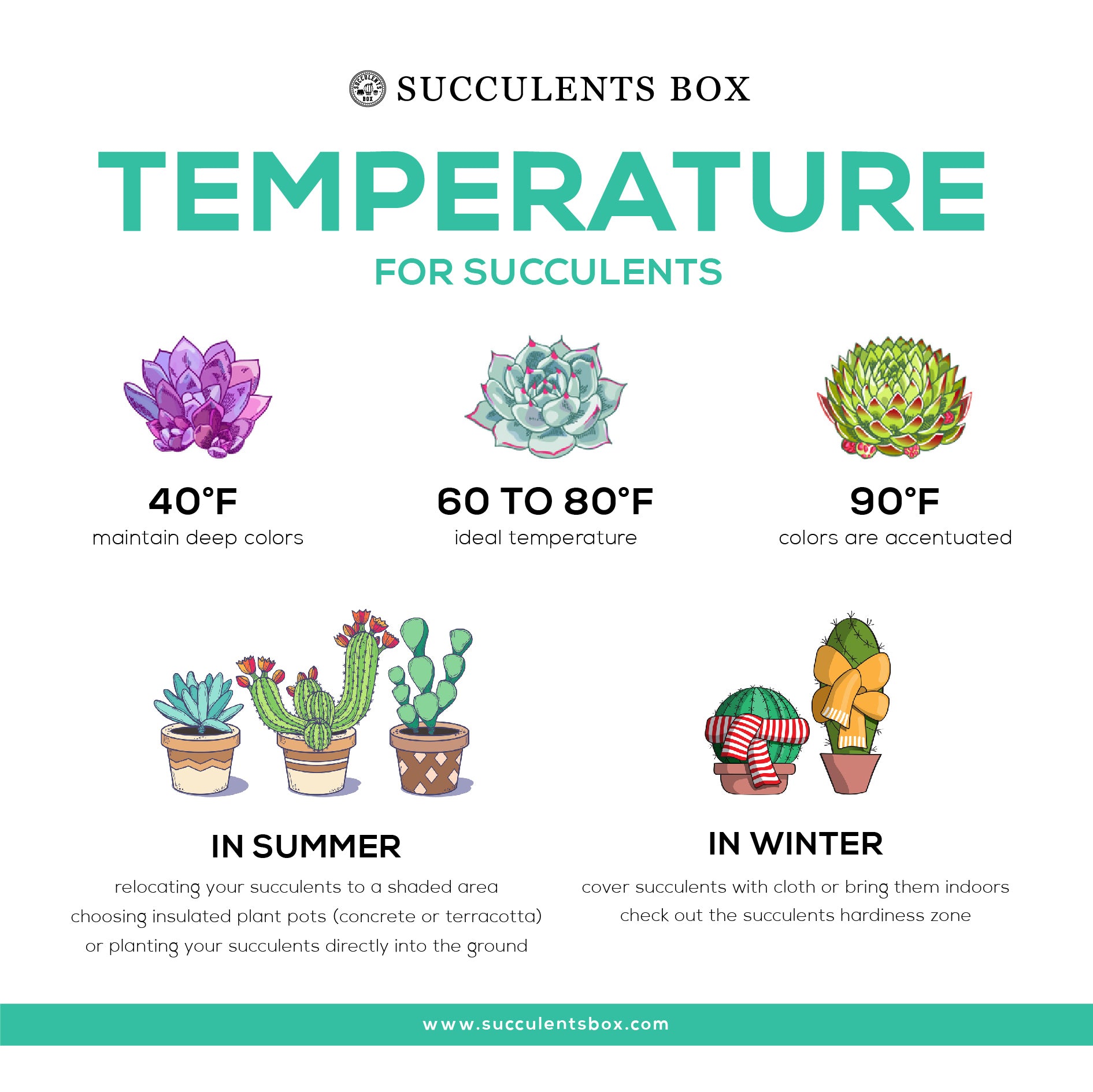 Succulent Care Tips: What Temperature Can Succulents Survive?