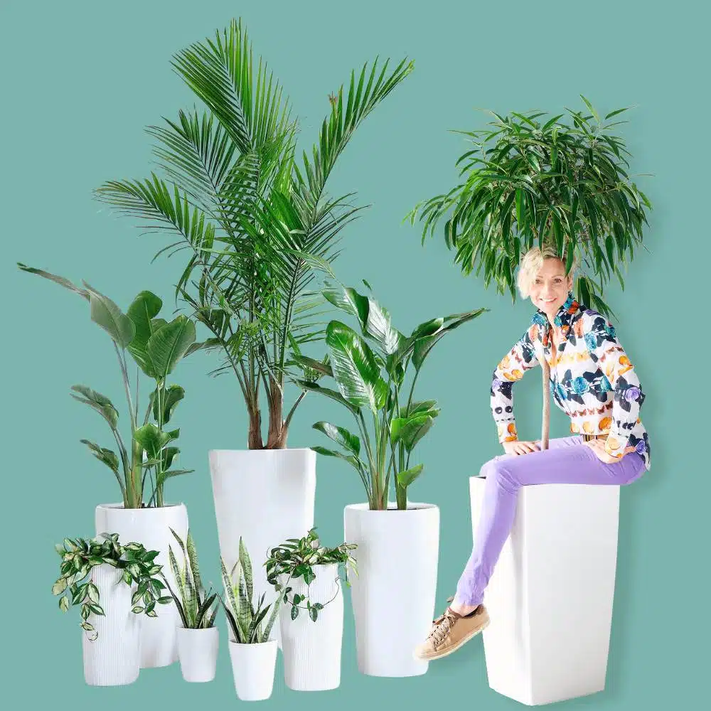 Need Plant Watering Service Near Me? Find Help Now!