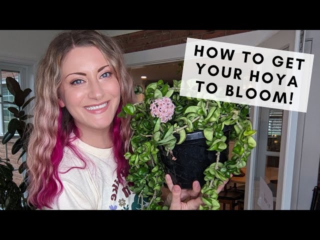 Why wont my hoya green light flower? Find simple blooming secrets.