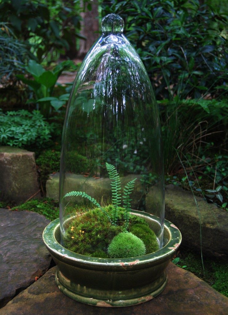 What is essential for good moss care? Learn the easy basics for keeping your moss healthy and green.