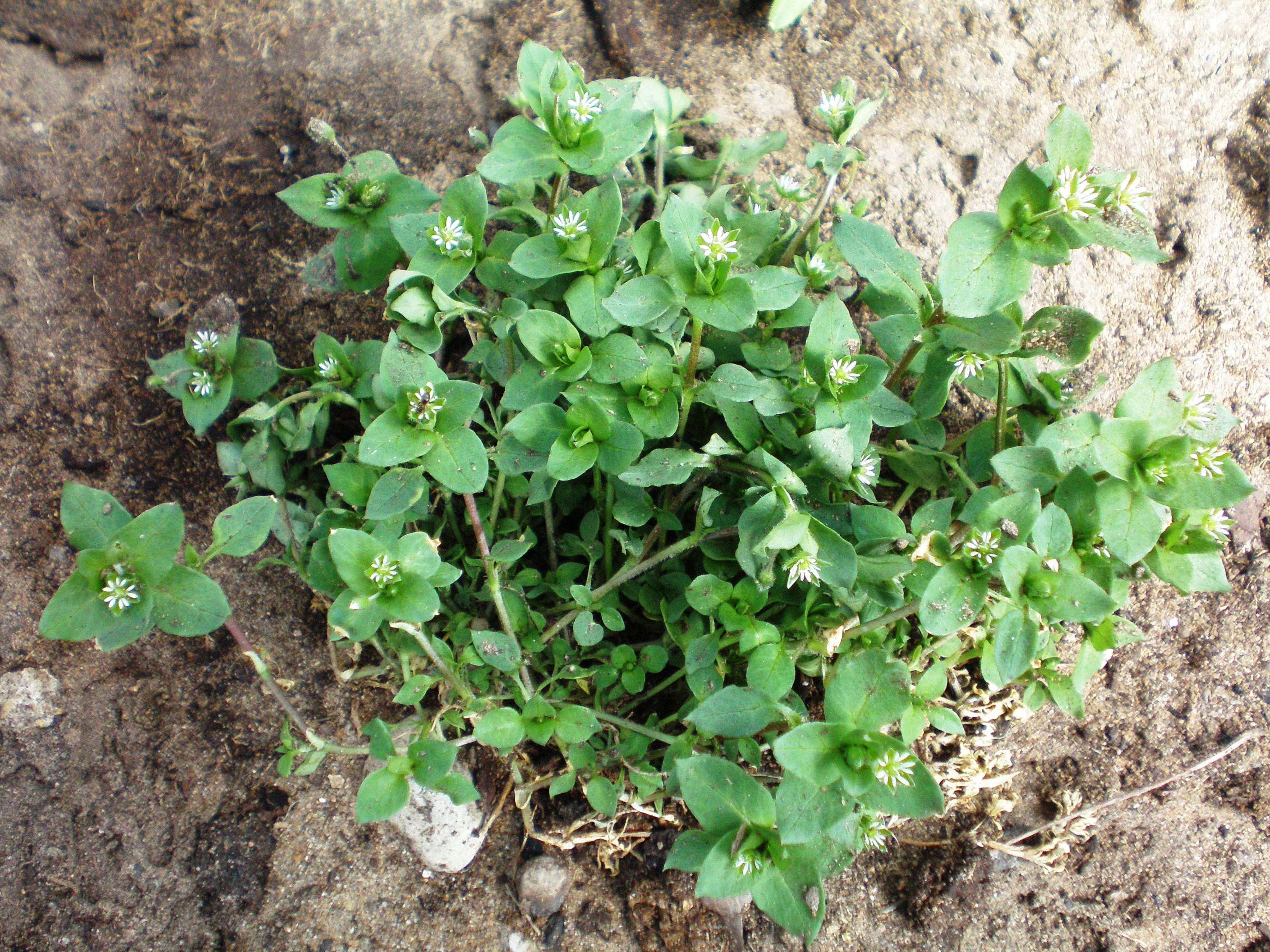 Weeds in Acidic Soil? Identify and Manage Them Now