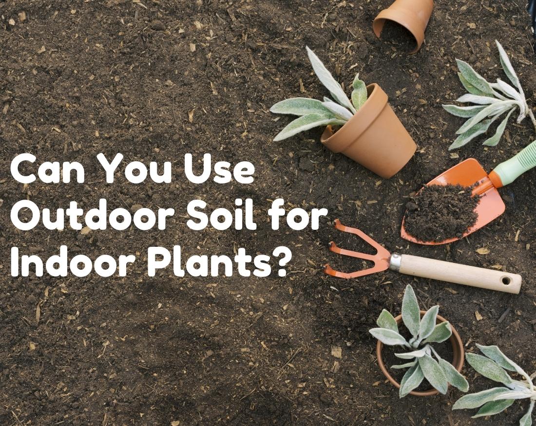 Can you use garden soil for houseplants? Pros & cons!