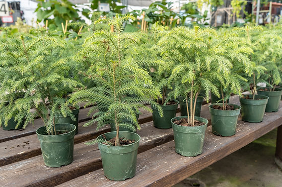 Whats the norfolk pine temperature tolerance? Simple guide to keep it healthy.