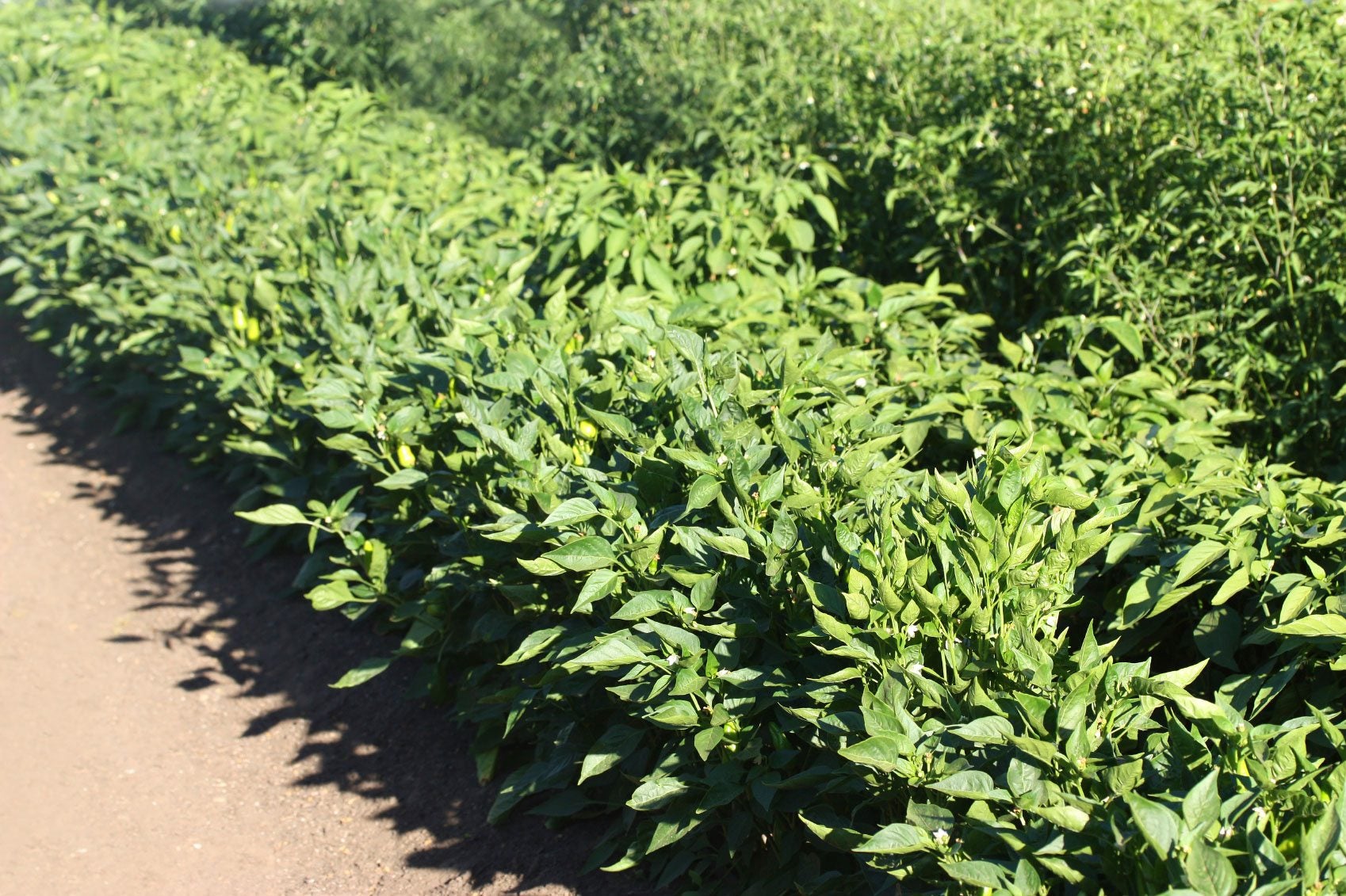 Pepper Plants No Flowers: Common Causes and Simple Fixes