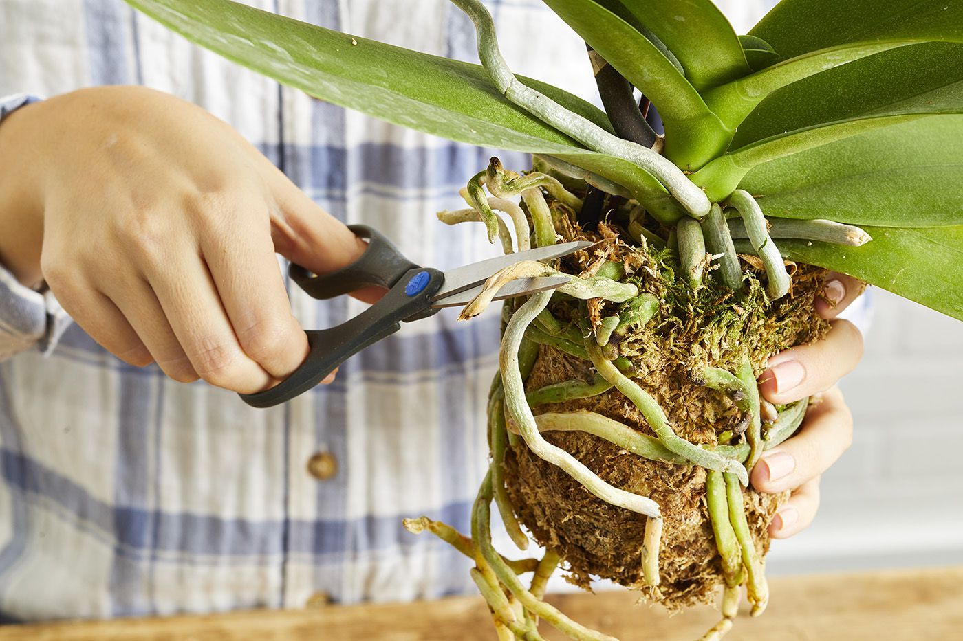 When is the right time to change phalaenopsis orchid soil? Repot like a pro using these simple tips.