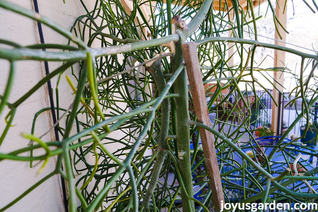Pencil Cactus Pruning Tips (Get a Bushier Plant, Do This)