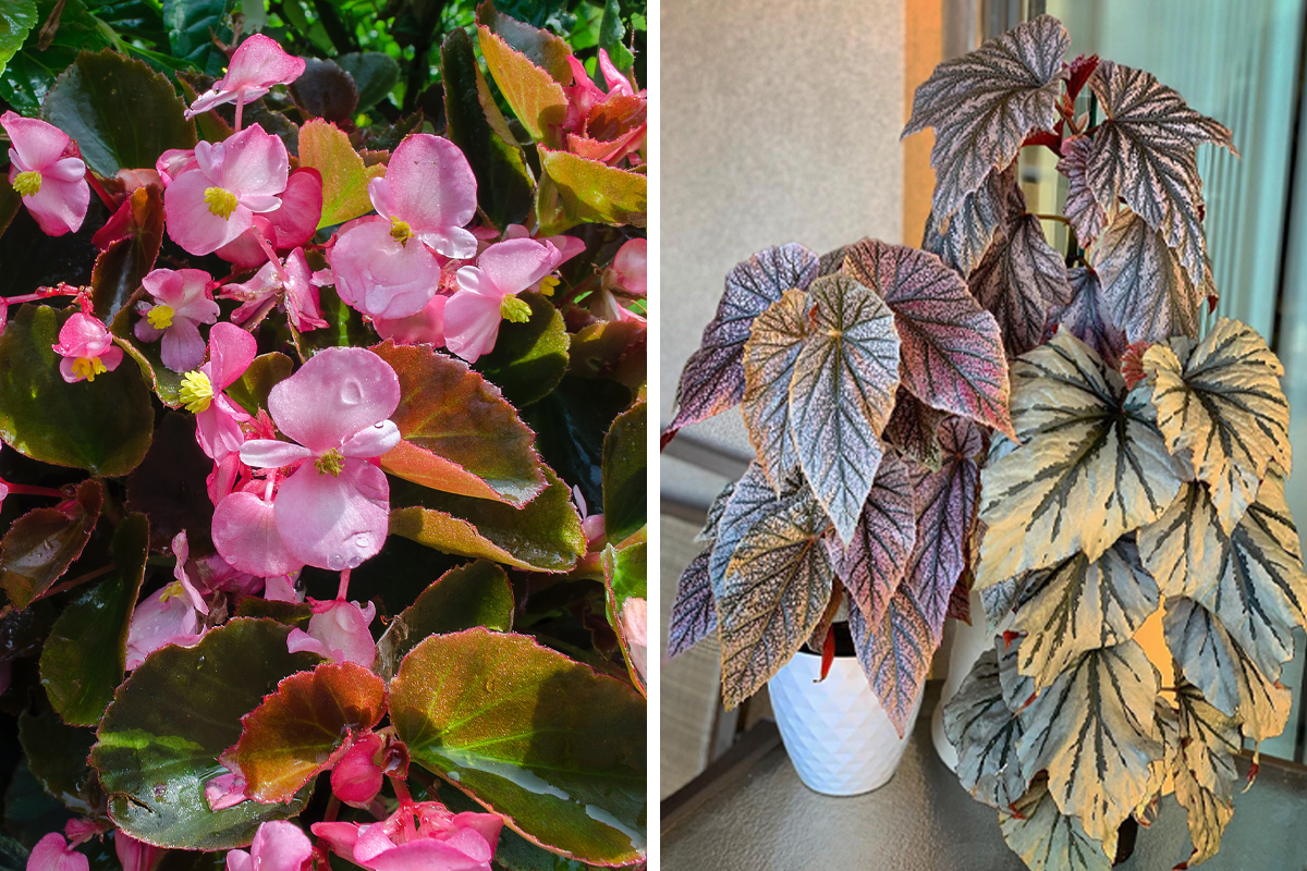 Begonia Temperature: Whats Ideal? (Simple Guide for Beginners)