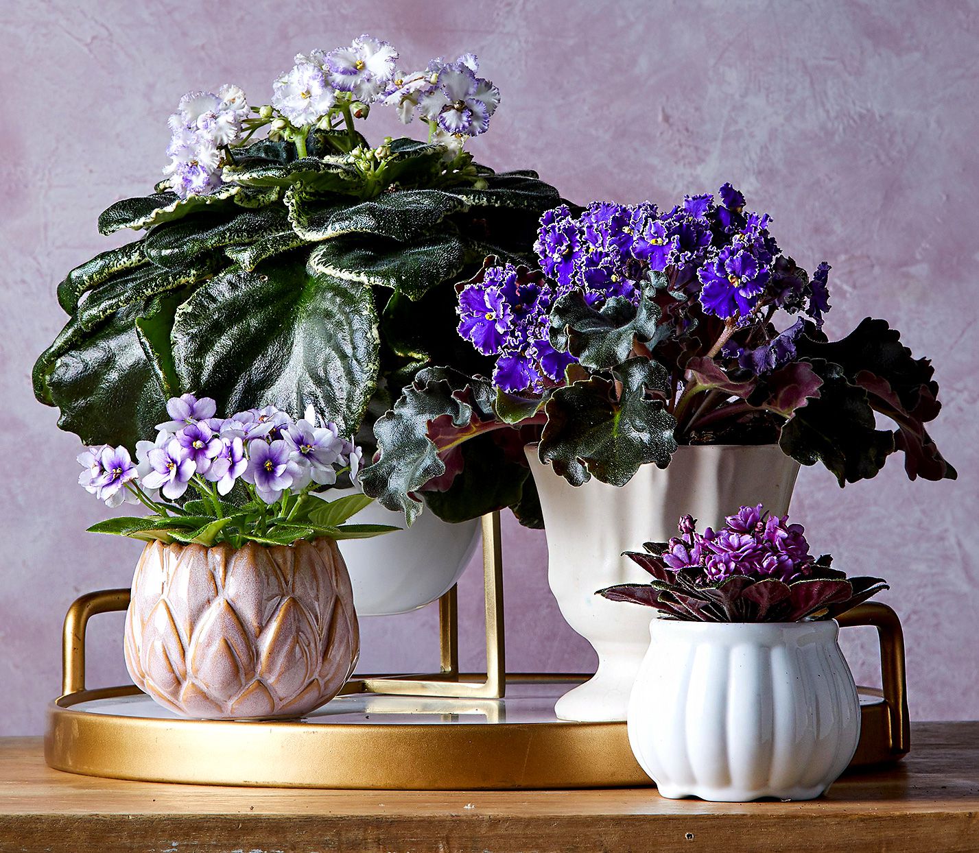 Indoor Flowering Plants Purple: Bring the Beauty of Nature home with flowers!