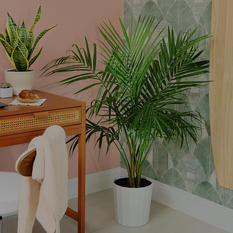 Do Majesty Palms Need a Lot of Light? Find Out to Keep Yours Happy