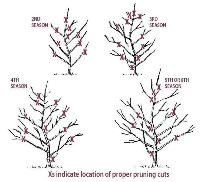 Asian Pear Pruning: Simple Steps for a Great Harvest