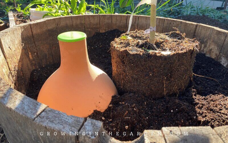Best Potting Soil for Citrus: Get Bigger Fruit with This Guide!