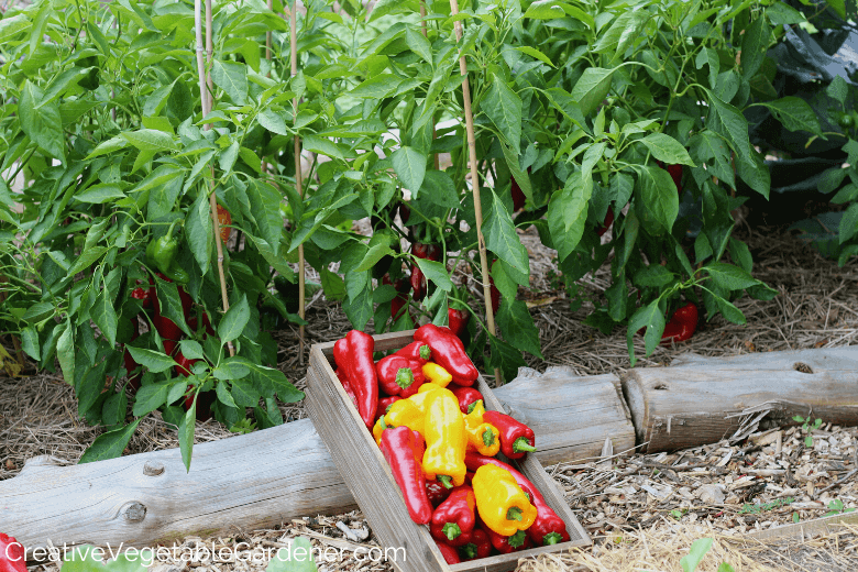 Pepper Plants No Flowers: Common Causes and Simple Fixes