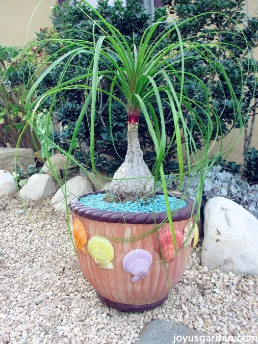 Give Your Ponytail Palm a New Home: The Ultimate Repotting Guide