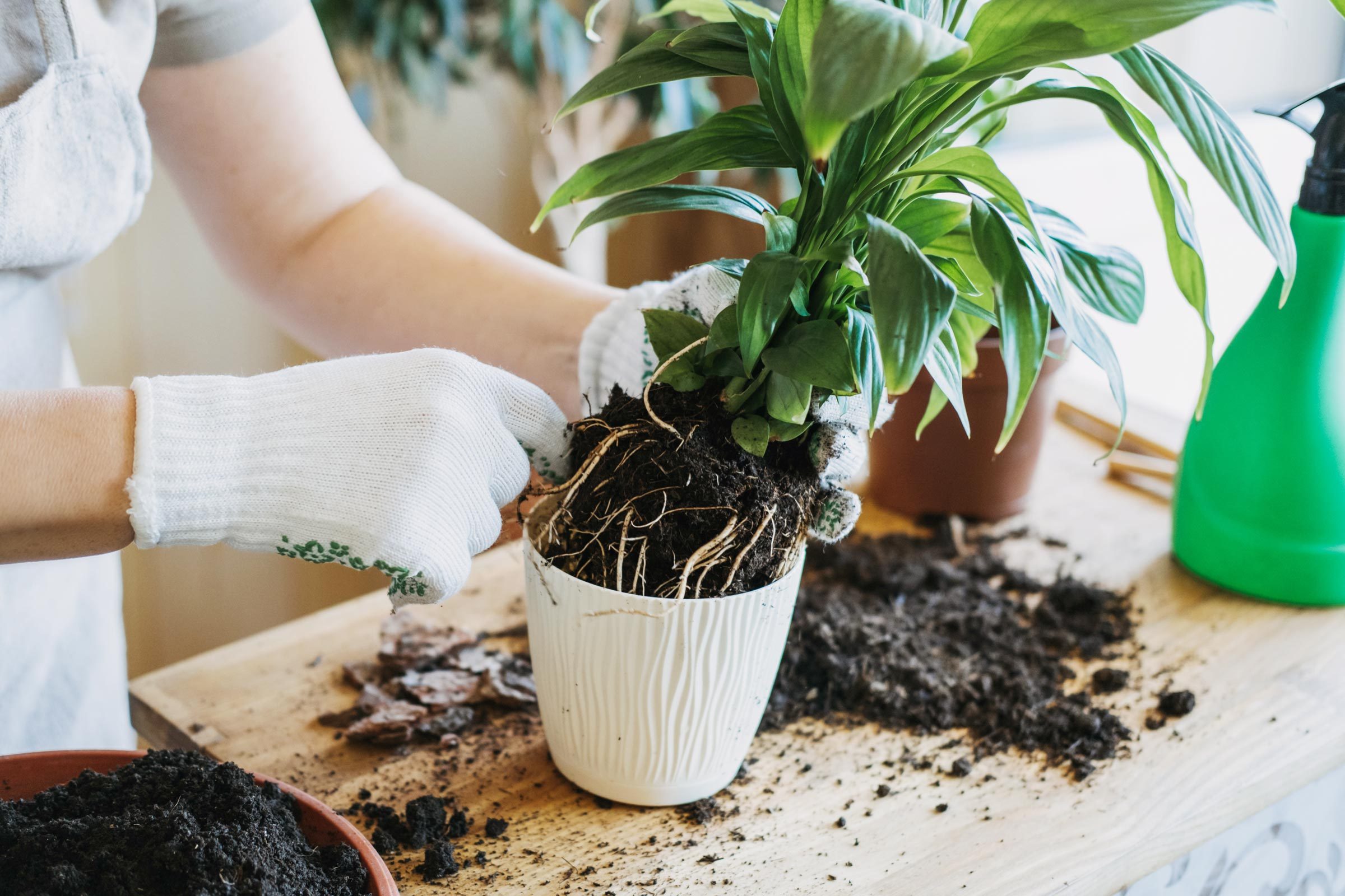 Just Bought a Plant? Essential Guide to Repotting Plants from Nursery