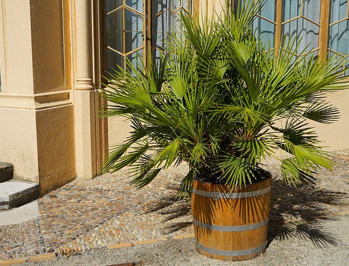 Repotting a Palm Tree: Soil and Pot Size? (Choosing the Right Supplies)
