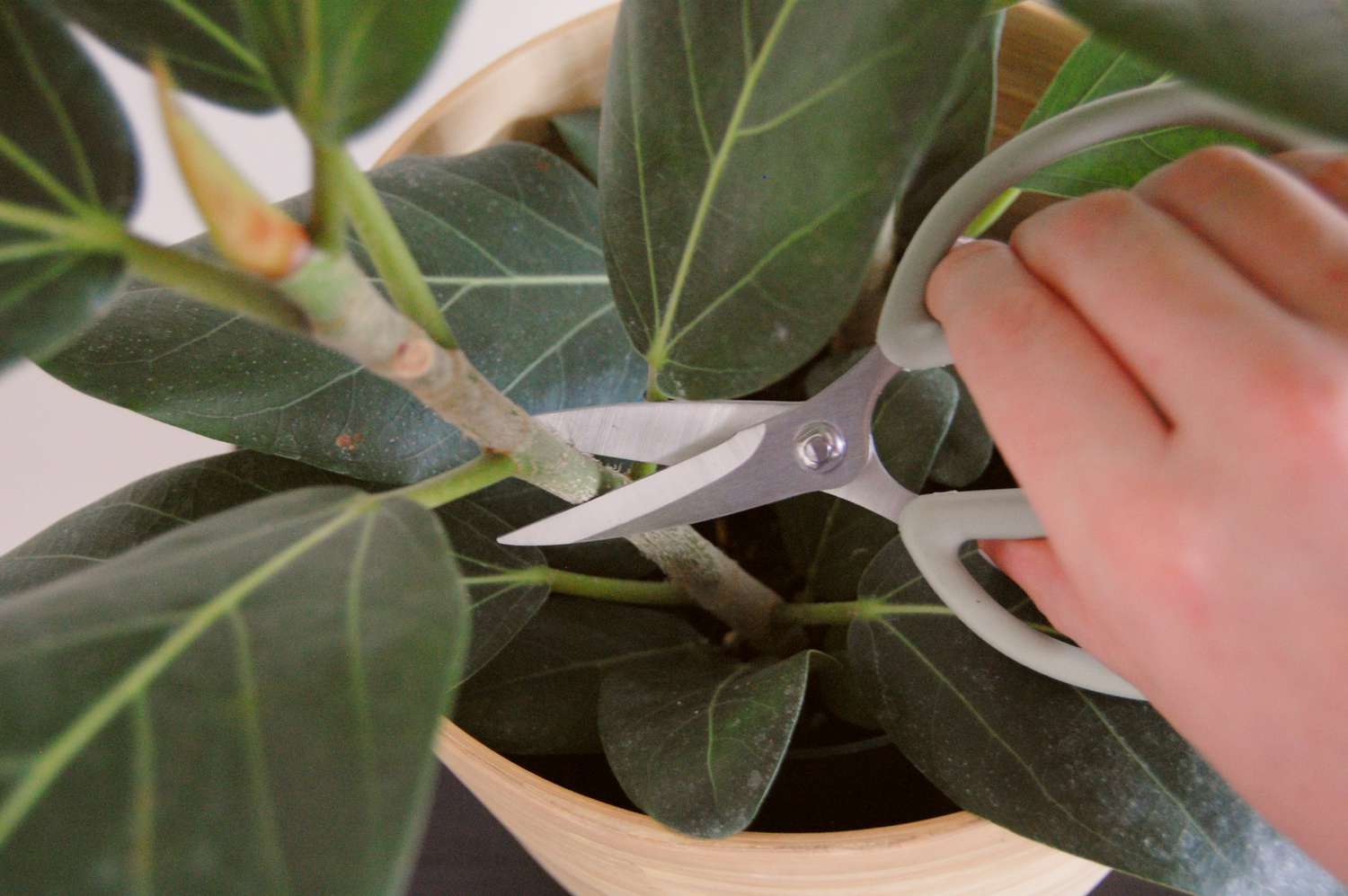 Ficus Audrey Soil Guide: Easy Tips for Beginners.