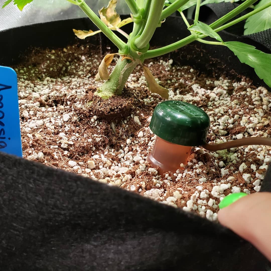 Going on Vacation? Watering Plants in Coco Coir Made Easy!