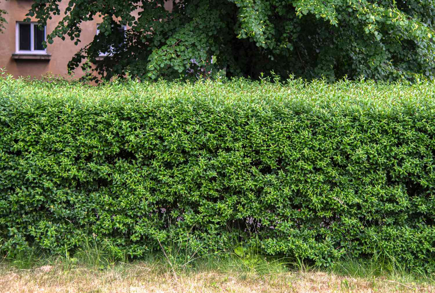 Privet Bush Pruning Mistakes to Avoid | Keep Your Hedges Healthy.