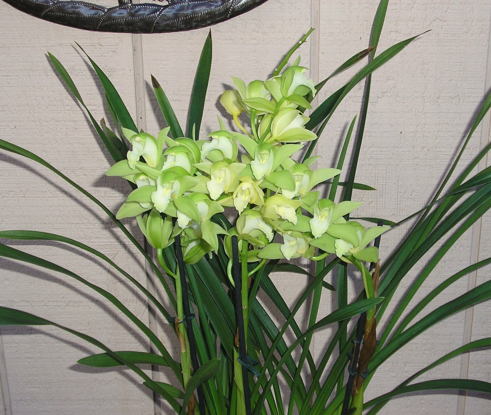 Cymbidium Potting Soil Secrets: Grow Like a Pro!