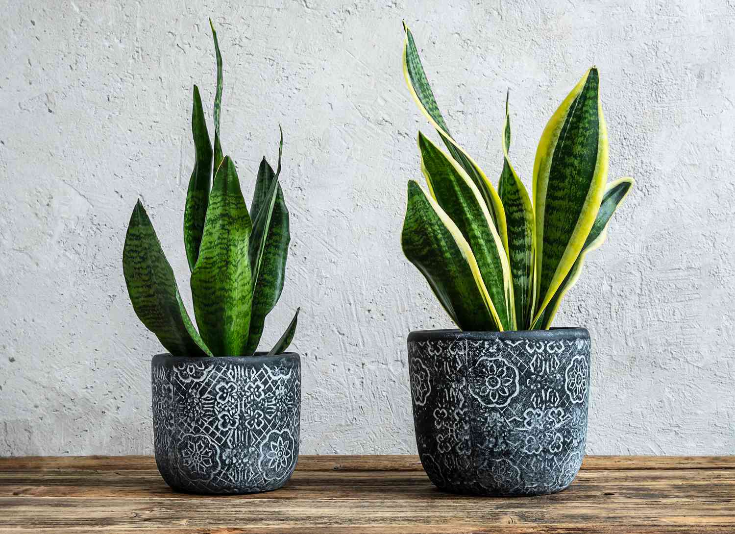 Low Light Indoor Plants That Thrive:Great Choice For beginers and experts!
