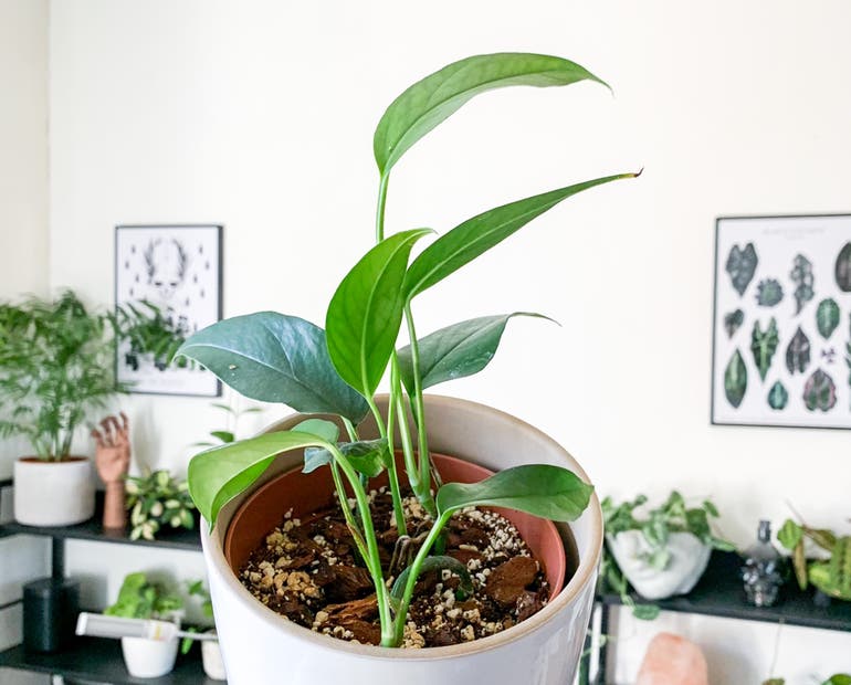 Pothos Lighting Guide: Best Light for Happy, Healthy Plants!
