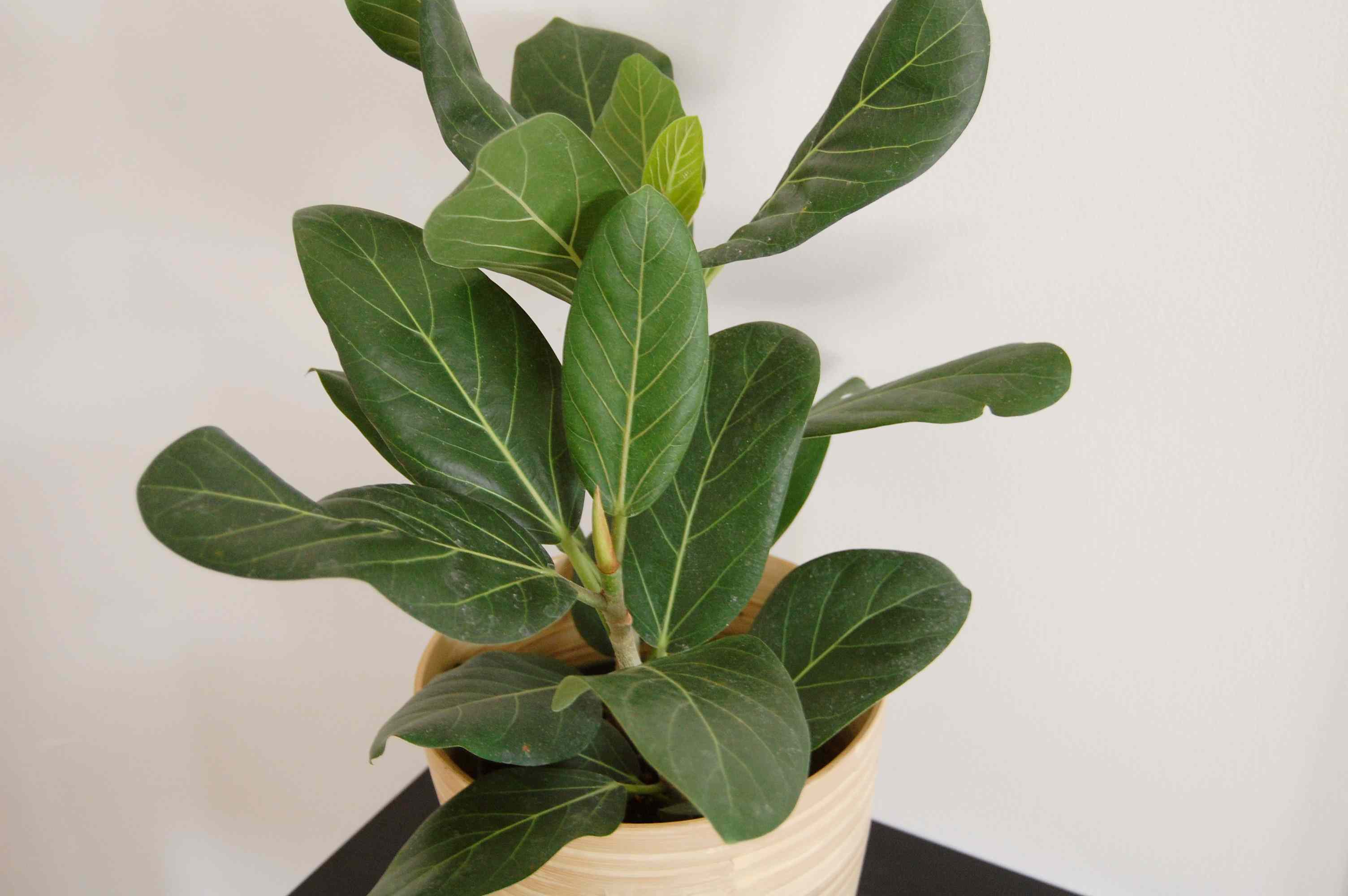Ficus Audrey Soil Guide: Easy Tips for Beginners.