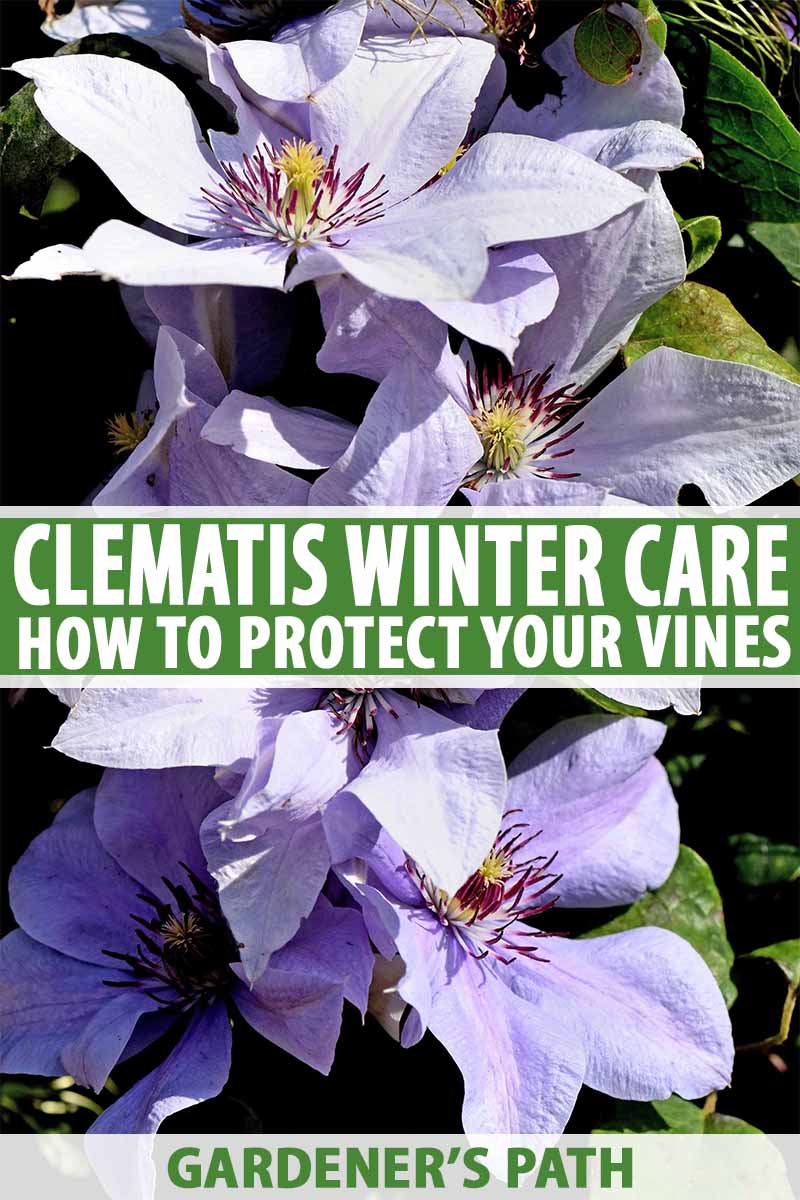 Overwintering Clematis: A Beginners Guide to winter protection.