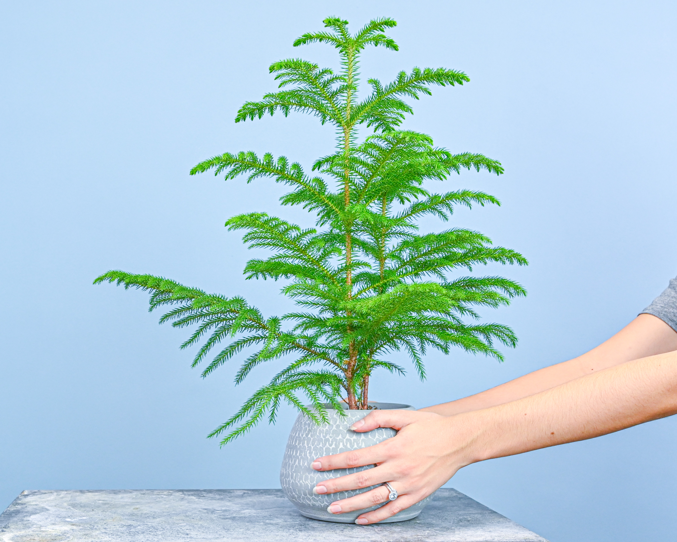 Help! My Norfolk Island Pine is Freezing! (Temperature Tolerance and Care Guide)