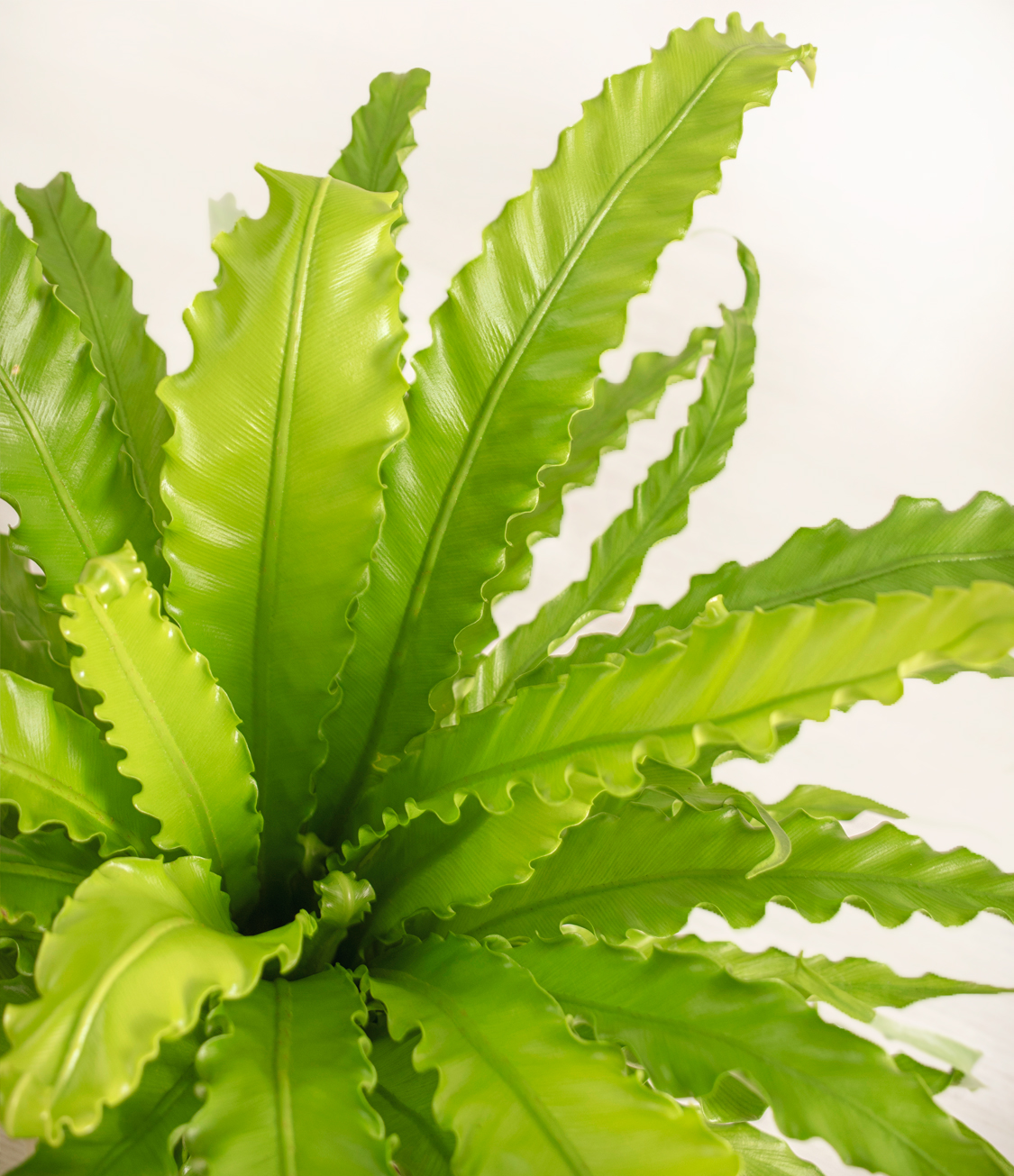 Birdsnest Fern Care: Easy Tips | Keep Your Plant Happy!