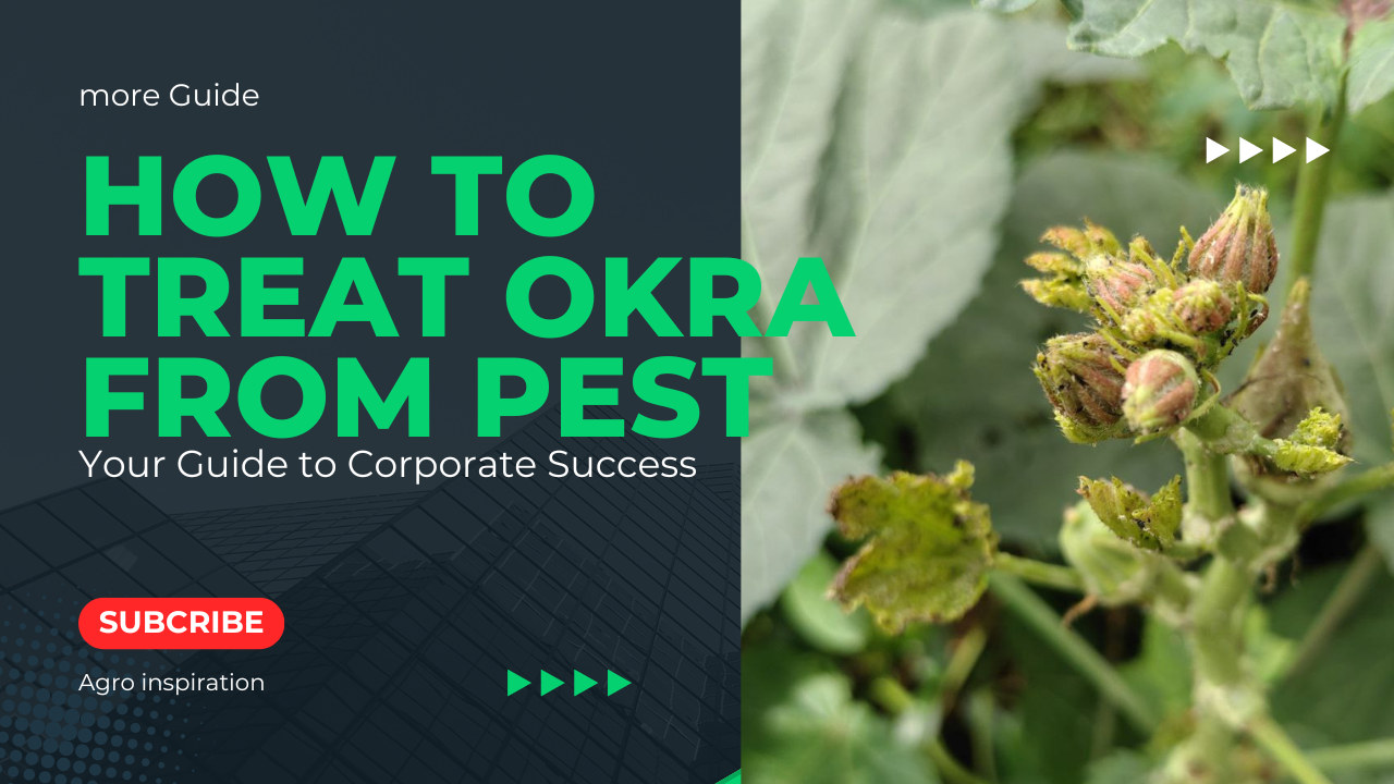 Okra Pests and Diseases: How to Protect Your Okra Plants easy tips.