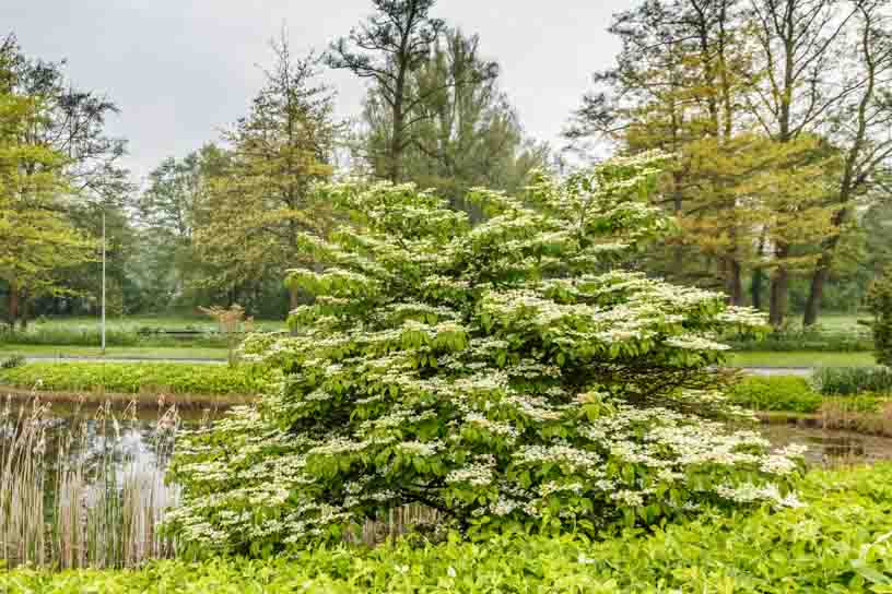 Is doublefile viburnum pruning necessary? Find out why it helps your beautiful shrub thrive.