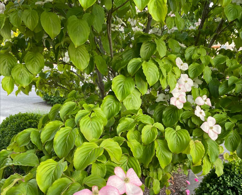 When to Prune Kousa Dogwood? (Best Time & Easy Pruning for Healthy Growth )