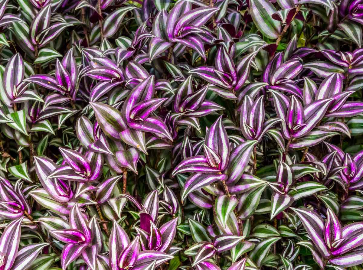 Wandering Jew Plant Temperature: Keep Your Plant Thriving Indoors!