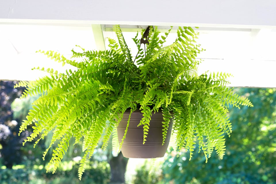 How to Take Care of Hanging Ferns: Avoid These Common Mistakes!