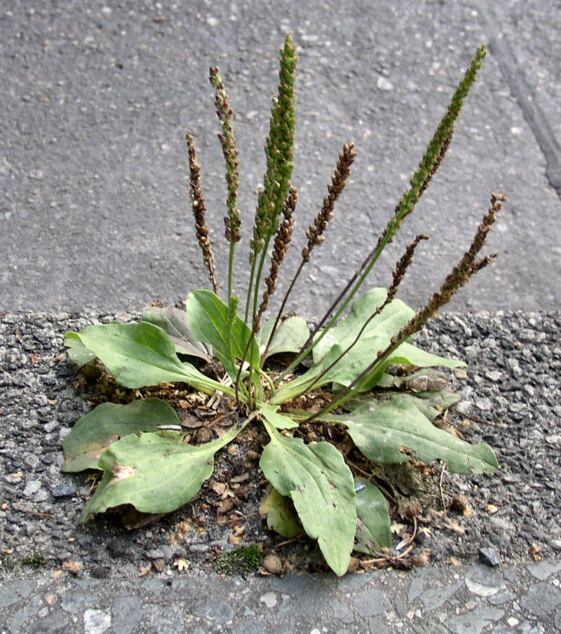 Weeds in Acidic Soil? Identify and Manage Them Now