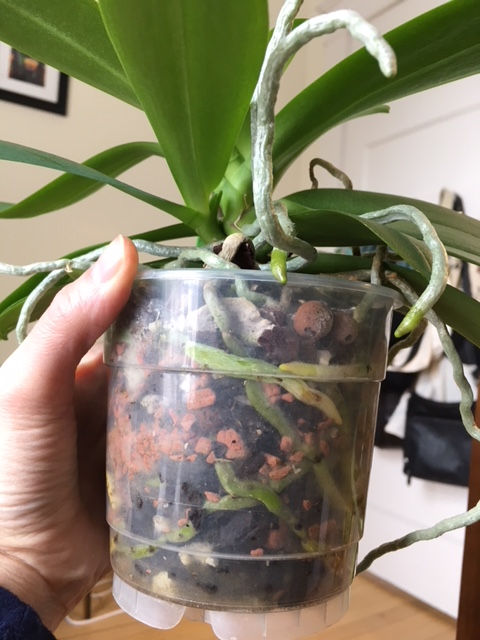Need tips for using phalaenopsis orchid soil? Learn the right way to pot your orchid for success.