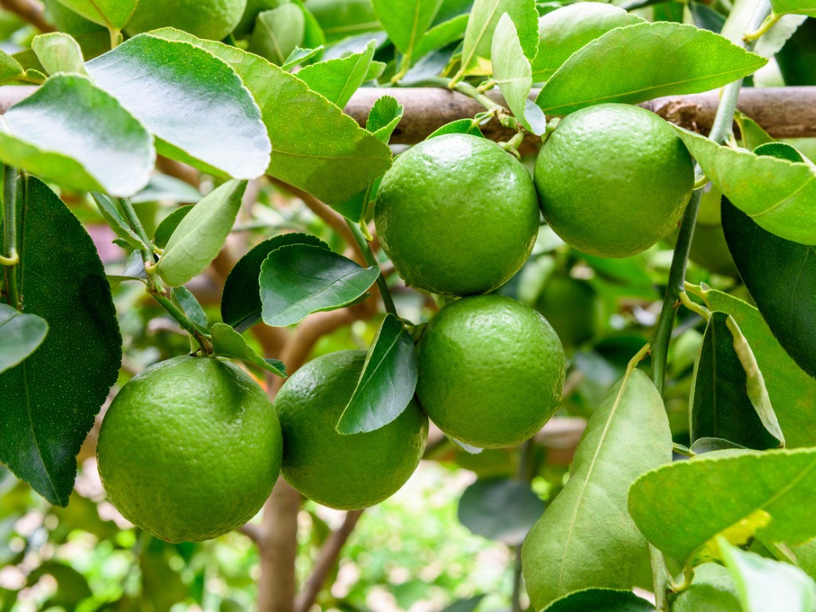 How to Care for Lime Tree? Simple Guide & Grow Juicy Limes!